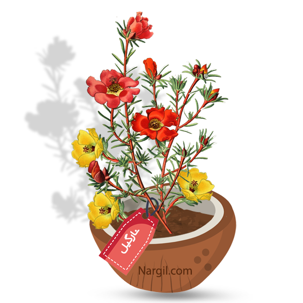  Nargil - moss rose